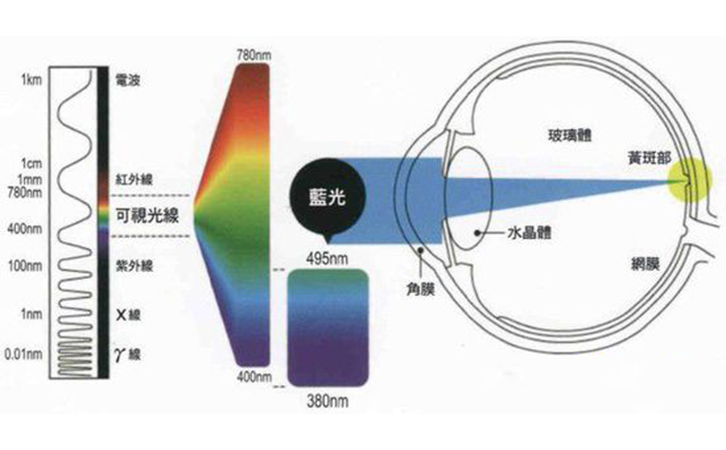 藍光對眼部結構的影響